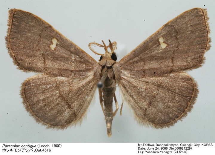 レックスアゲハ（オス、コンゴ産） 販売終了いたしました」中古品 ハッケン（コンセック